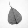 Black Bodhi Tree Skeleton Leaf for sale