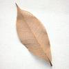 Copper Skeleton Leaf for sale