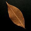 Copper Skeleton Leaf for sale