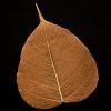 Copper Bodhi Tree Skeleton Leaf for sale