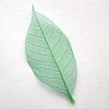Forest Green Skeleton Leaf