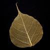 Gold Bodhi Tree Skeleton Leaf for sale