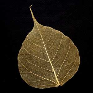 Gold Bodhi Tree Skeleton Leaf for sale