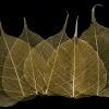 Gold Bodhi Tree Skeleton Leaves for sale
