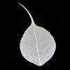 Ivory Bodhi Tree Skeleton Leaf for sale