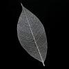 Natural Skeleton Leaf for sale