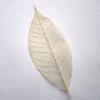 Natural Skeleton Leaf for sale