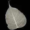 Natural Bodhi Tree Skeleton Leaf for sale