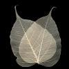 Natural Bodhi Tree Skeleton Leaves for sale