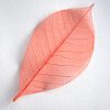 Orange Skeleton Leaf