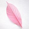 Pink Skeleton Leaf for sale