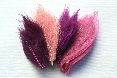 Shades of Pink & Purple Skeleton Leaf Selection