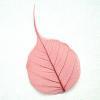 Red Bodhi Tree Skeleton Leaf for sale