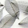 Silver Skeleton Leaves for sale