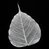 Silver Bodhi Tree Skeleton Leaf for sale