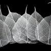 Silver Bodhi Tree Skeleton Leaves for sale