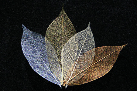 Gold, Silver, Copper and Ivory Skeleton Leaf Selection for sale