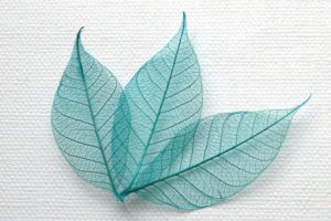 Turquoise Skeleton Leaves for sale