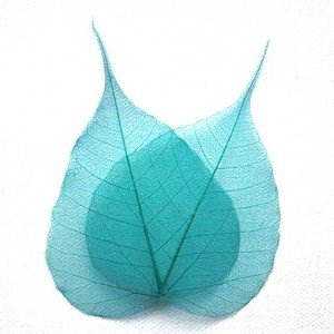 Turquoise Bodhi Tree Skeleton Leaves for sale