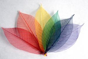 Rainbow Skeleton Leaf Selection for sale